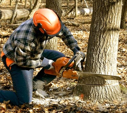 Tree Removal in Staunton, IL